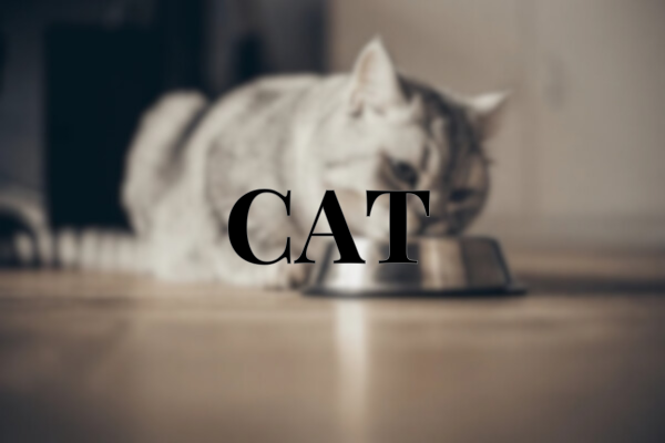 Cat Treats